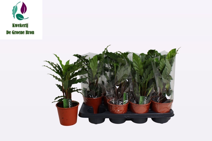 <h4>CALAT RUF TROPISTAR</h4>