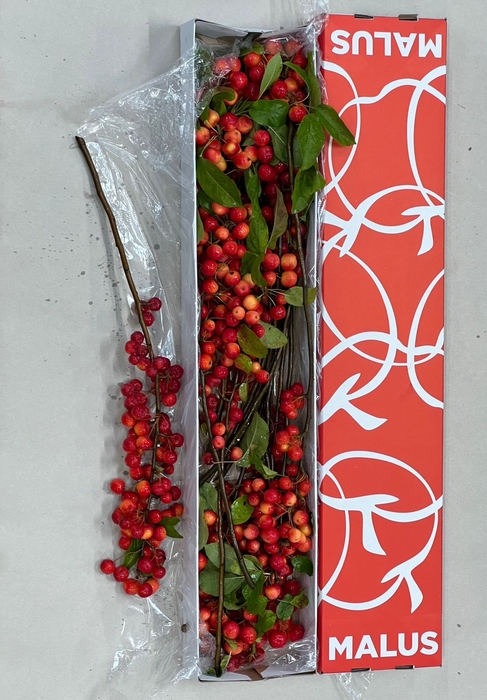 <h4>MALUS RED SENTINEL</h4>