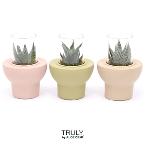 TRULY Haworthia Gasteria, Beaver