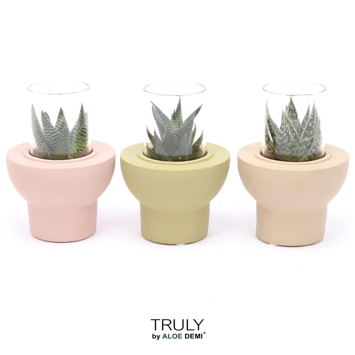 <h4>TRULY Haworthia Gasteria, Beaver</h4>