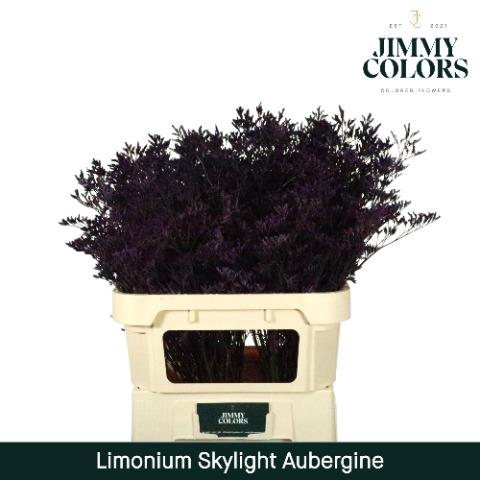 <h4>Limonium Skylight L70 Aubergine</h4>