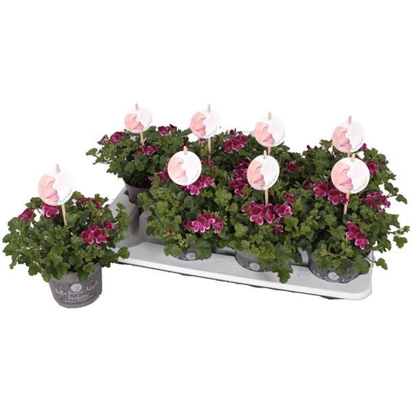 <h4>Pelg. Angel Parfum Jet 12cm</h4>