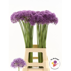 ALLIUM VIOLET BEAUTY