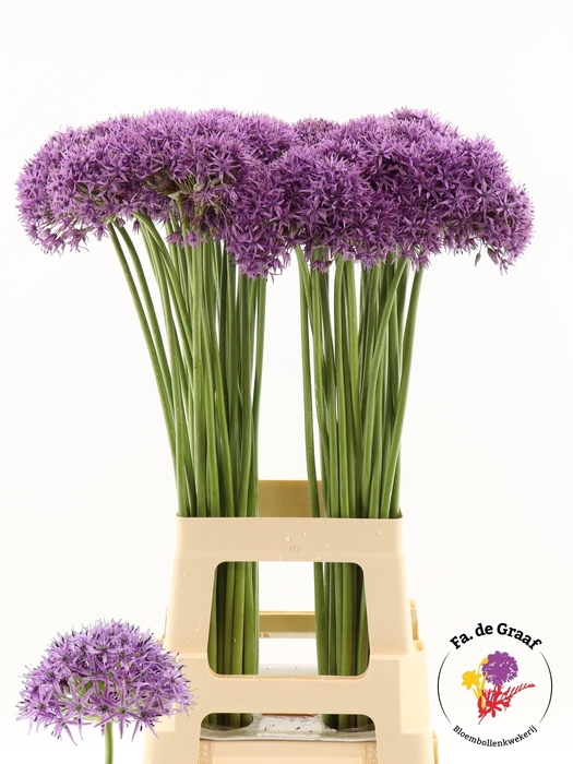 <h4>ALLIUM VIOLET BEAUTY</h4>