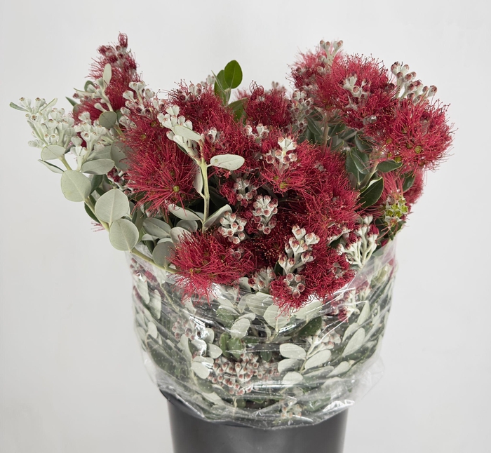 <h4>Pittosporum Ralphy Grain Flowering</h4>