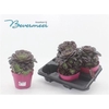 Aeonium Ab Velours