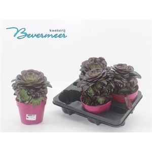 Aeonium Ab Velours