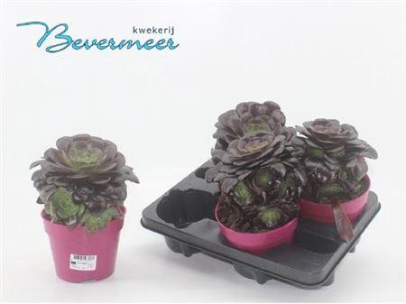 Aeonium Ab Velours