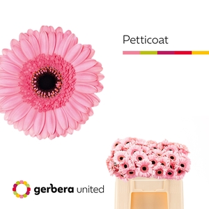 Germini Petticoat Water
