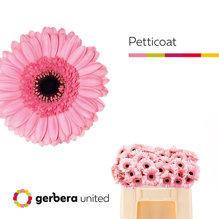 <h4>Germini Petticoat Water</h4>