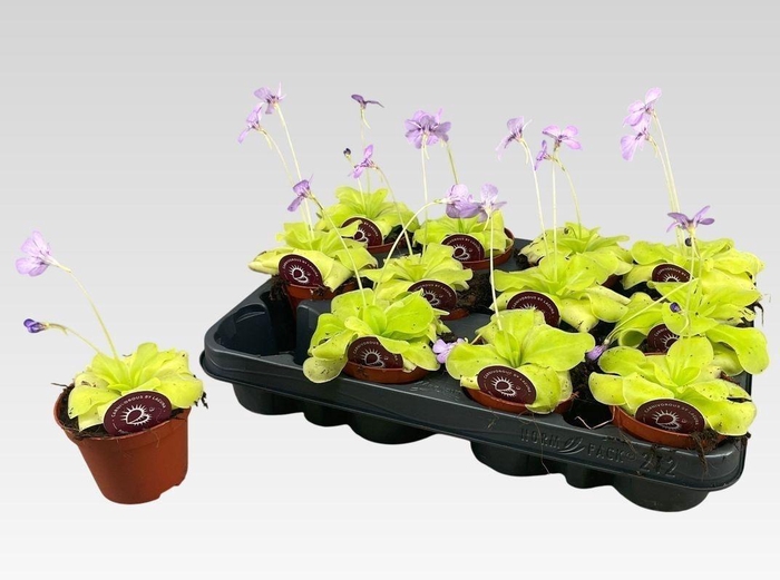 <h4>VLEESETENDE PLANTEN</h4>