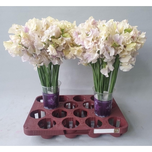 Lathyrus Elegance Wedding