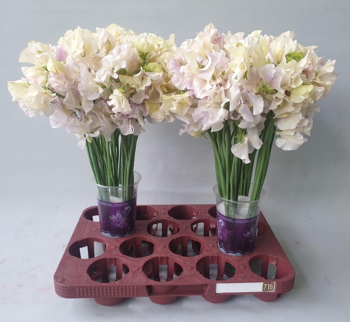 <h4>Lathyrus Elegance Wedding</h4>