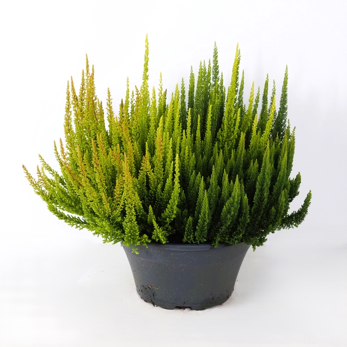 <h4>Calluna vulgaris 'Beauty Ladies' Skyline / High Five P23</h4>