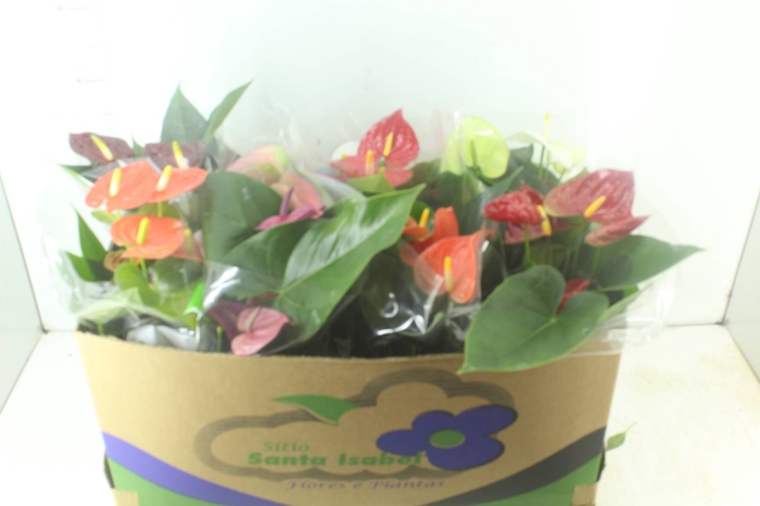 <h4>ANTHURIUM VARIADO P15</h4>