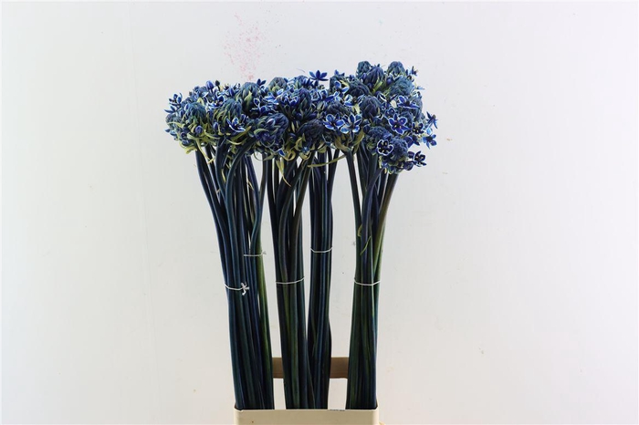 <h4>Ornit Saundersiae Blue Opgetrokken</h4>