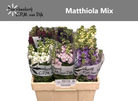 Matthiola incana 'Iron Apricot' Italy