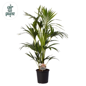 KENTIA - P21 H100 - 6PP - Air So Pure (Howea forsteriana)