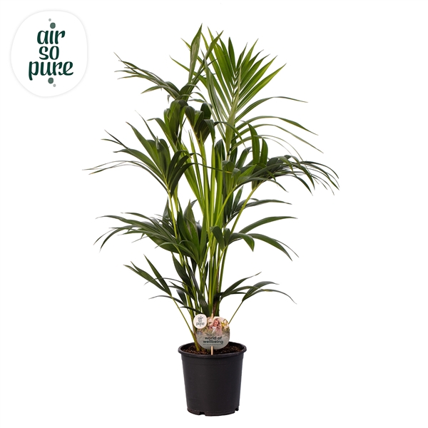 <h4>KENTIA - P21 H100 - 6PP - Air So Pure (Howea forsteriana)</h4>