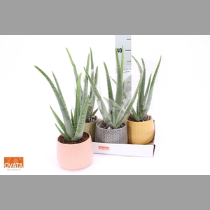 ALOE VERA