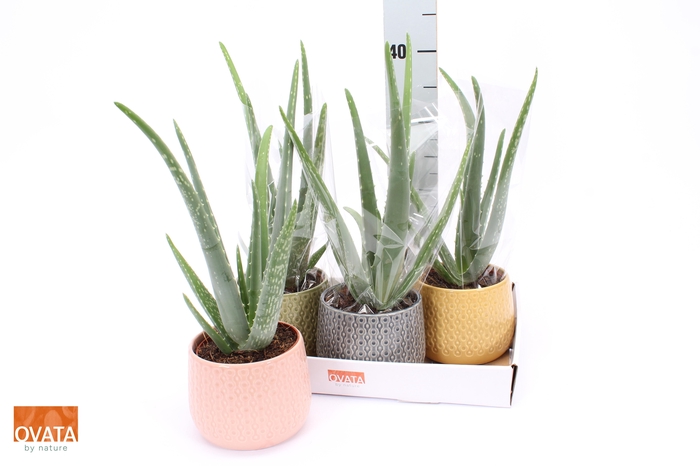 <h4>ALOE VERA</h4>