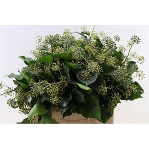 Hedera Blad Per Bundle