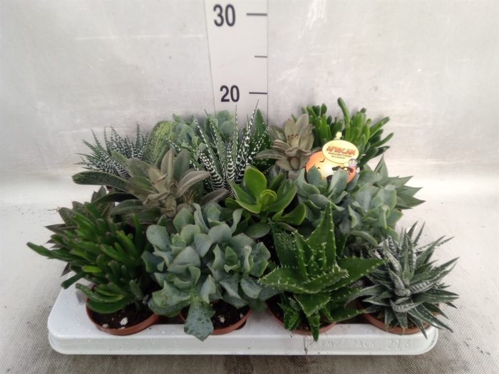 <h4>Crassula   ...mix</h4>