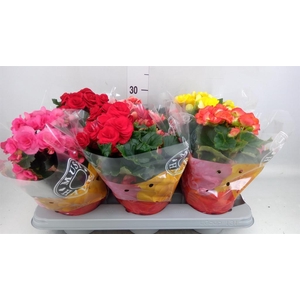 Begonia elat. DU   ...mix