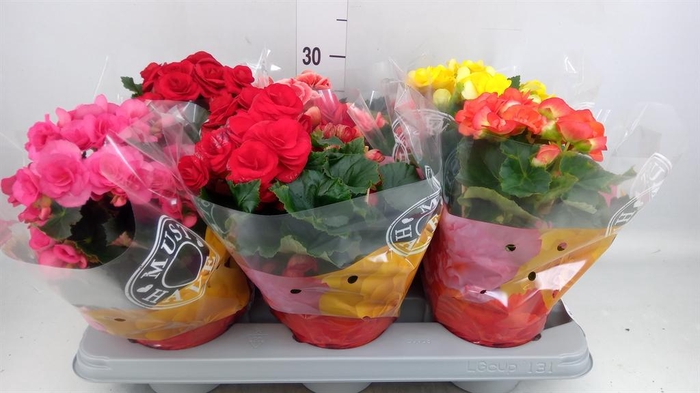 <h4>Begonia elat. DU   ...mix</h4>