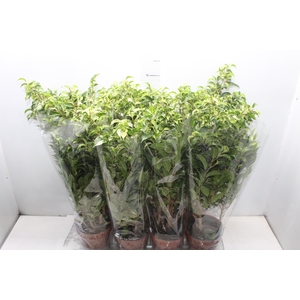 FICUS BENJAMINA VARIEGATA P14