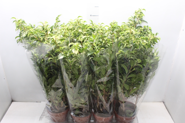 <h4>FICUS BENJAMINA VARIEGATA P14</h4>