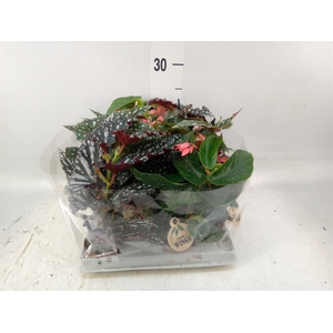 Begonia BD   ...