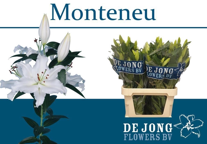 LI OR MONTENEU
