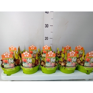 Bolbloemen   ...mix