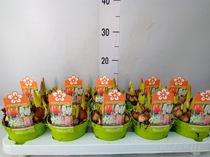 <h4>Bolbloemen   ...mix</h4>