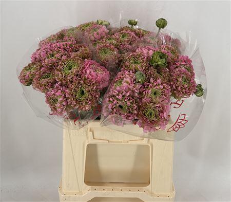 <h4>Ran Pon Alice Ex</h4>