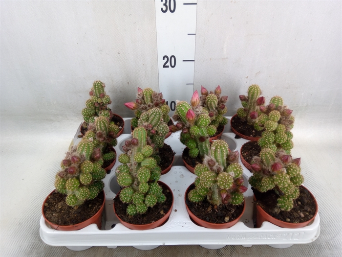 <h4>Chamaecereus  'Ubink Cerise'</h4>