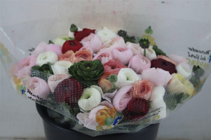 <h4>Ran Cloni Sup Mix</h4>