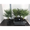 Chamaerops humilis
