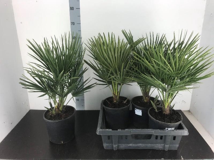 <h4>Chamaerops humilis</h4>