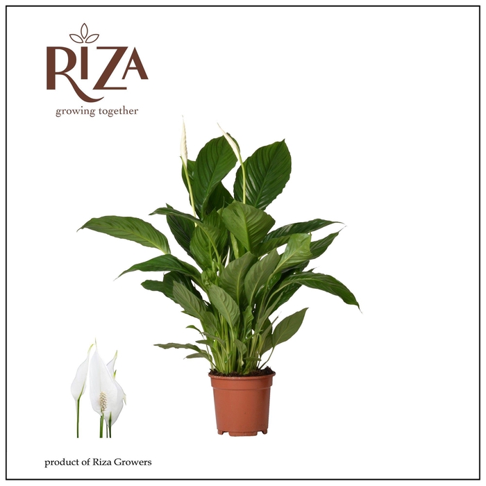 <h4>Spathiphyllum Vivaldi - 17 cm</h4>