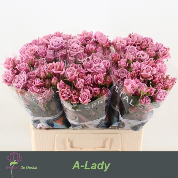 <h4>R Tr A-lady Opstal</h4>