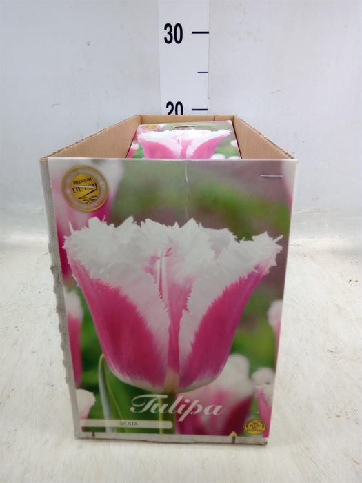 <h4>Tulipa   ...flowerbulbs</h4>