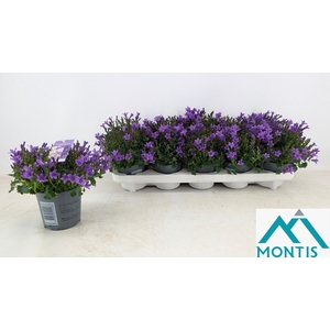 CAMP PORTENSCHLAGIAN