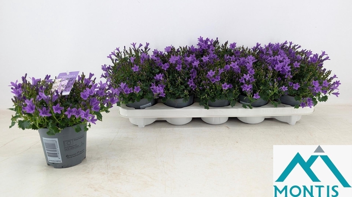 <h4>CAMP PORTENSCHLAGIAN</h4>