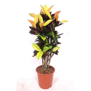 Codiaeum Iceton (Croton Iceton)