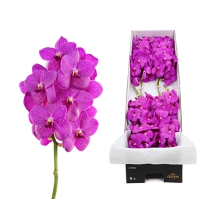 Vanda  'Nitaya Hot Fuchsia'