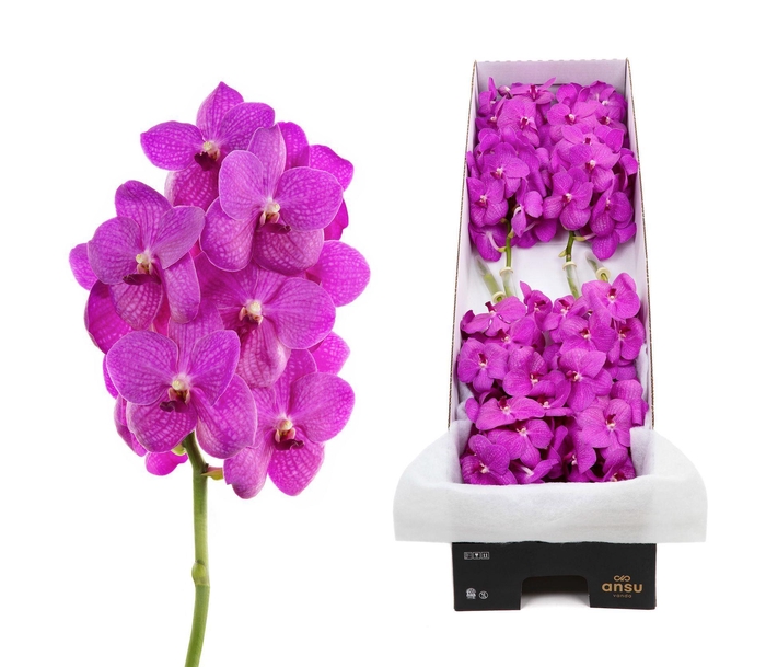 <h4>Vanda 'Nitaya Hot Fuchsia'</h4>