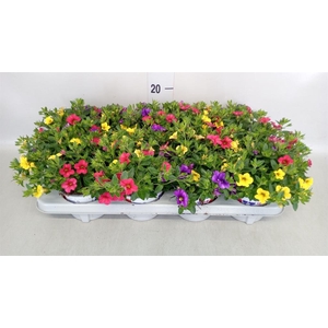Calibrachoa  'Celebration'   .mix 3