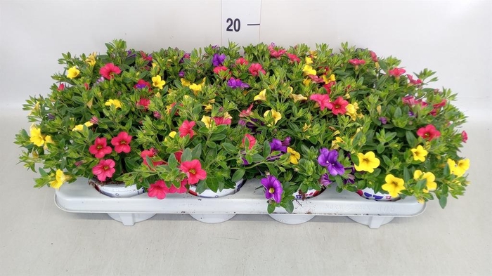 <h4>Calibrachoa  'Celebration'   .mix 3</h4>